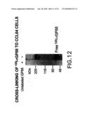 METHODS AND COMPOSITIONS FOR INHIBITING THE GROWTH OF HEMATOPOIETIC MALIGNANT CELLS diagram and image