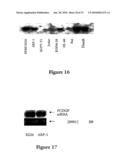 METHODS AND COMPOSITIONS FOR INHIBITING THE GROWTH OF HEMATOPOIETIC MALIGNANT CELLS diagram and image