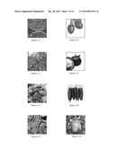 NUTRITIONAL SUPPLEMENT FOR THE PREVENTION OF CARDIOVASCULAR DISEASE, ALZHEIMER S DISEASE, DIABETES, AND REGULATION AND REDUCTION OF BLOOD SUGAR AND INSULIN RESISTANCE diagram and image