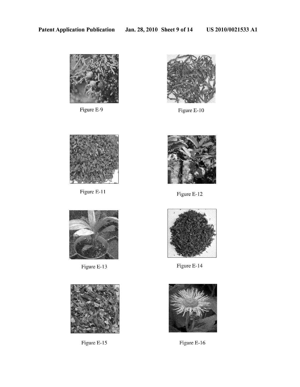 NUTRITIONAL SUPPLEMENT FOR THE PREVENTION OF CARDIOVASCULAR DISEASE, ALZHEIMER'S DISEASE, DIABETES, AND REGULATION AND REDUCTION OF BLOOD SUGAR AND INSULIN RESISTANCE - diagram, schematic, and image 10