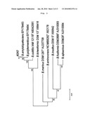 Bacillus Amyloliquefaciens K317 for Suppressing the Growth of Antibiotics-Resistant Pathogenic Microorganism or Enteropathogenic Microorganism diagram and image