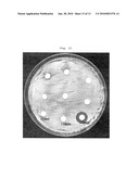 Bacillus Amyloliquefaciens K317 for Suppressing the Growth of Antibiotics-Resistant Pathogenic Microorganism or Enteropathogenic Microorganism diagram and image