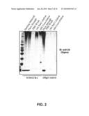 METHODS OF IDENTIFYING MODULATORS OF UBIQUITIN LIGASES diagram and image