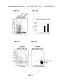 METHODS OF IDENTIFYING MODULATORS OF UBIQUITIN LIGASES diagram and image