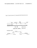 Tetrahymena bifunctional dihydrofolate reductase-thymidylate synthase deficiency and its use diagram and image