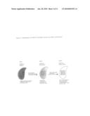 Tetrahymena bifunctional dihydrofolate reductase-thymidylate synthase deficiency and its use diagram and image