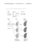 Tetrahymena bifunctional dihydrofolate reductase-thymidylate synthase deficiency and its use diagram and image