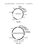 Genetic incorporation of unnatural amino acids into proteins in mammalian cells diagram and image