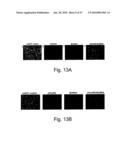 Genetic incorporation of unnatural amino acids into proteins in mammalian cells diagram and image