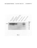 Biologically active recombinant human saposin C and PSAP diagram and image