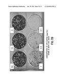 DEFINED CELL CULTURING SURFACES AND METHODS OF USE diagram and image