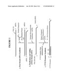Methods and Kits for Sense RNA Synthesis diagram and image