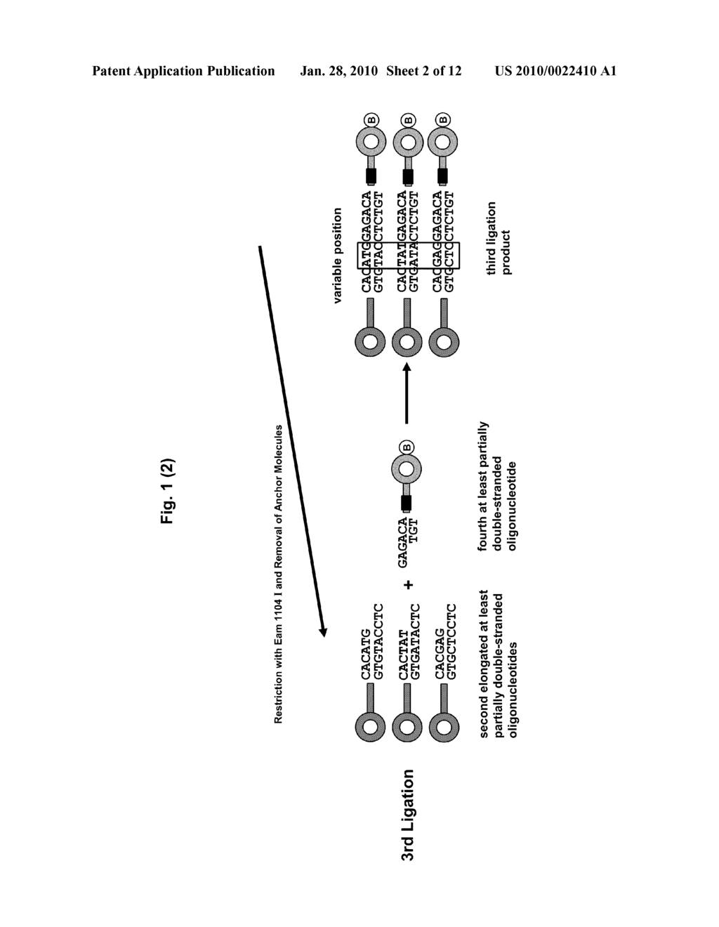 Method for the Preparation of a Nucleic Acid Library - diagram, schematic, and image 03