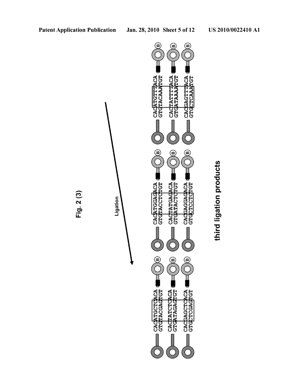 Method for the Preparation of a Nucleic Acid Library - diagram, schematic, and image 06