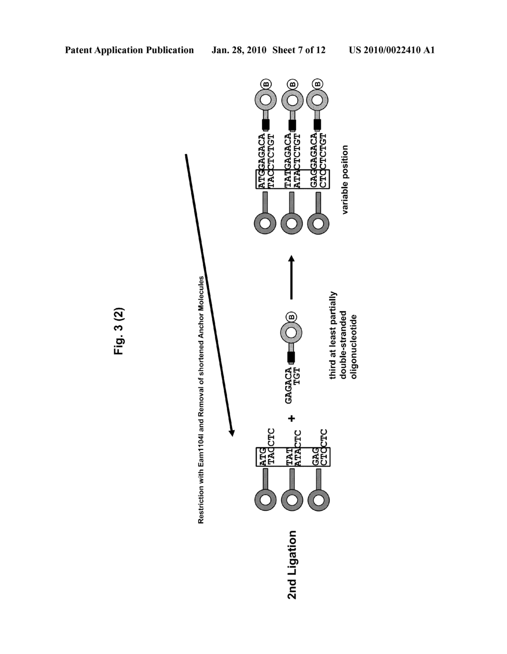 Method for the Preparation of a Nucleic Acid Library - diagram, schematic, and image 08