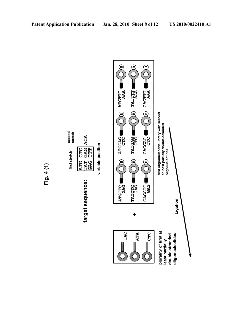 Method for the Preparation of a Nucleic Acid Library - diagram, schematic, and image 09