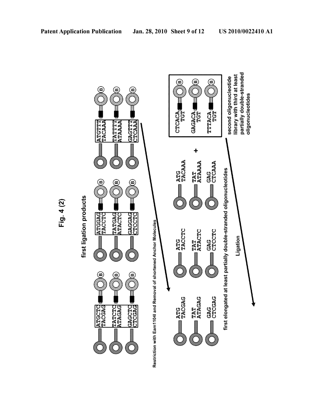 Method for the Preparation of a Nucleic Acid Library - diagram, schematic, and image 10