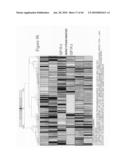 siRNA targeting Ras-related nuclear protein RAN diagram and image