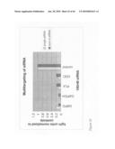 siRNA targeting Ras-related nuclear protein RAN diagram and image