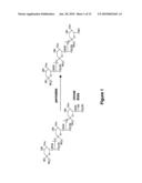 N-TERMINAL POLYSIALYLATION diagram and image