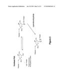 N-TERMINAL POLYSIALYLATION diagram and image