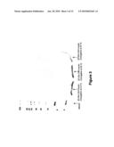 N-TERMINAL POLYSIALYLATION diagram and image