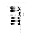 N-TERMINAL POLYSIALYLATION diagram and image