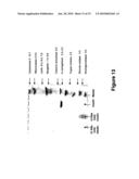 N-TERMINAL POLYSIALYLATION diagram and image