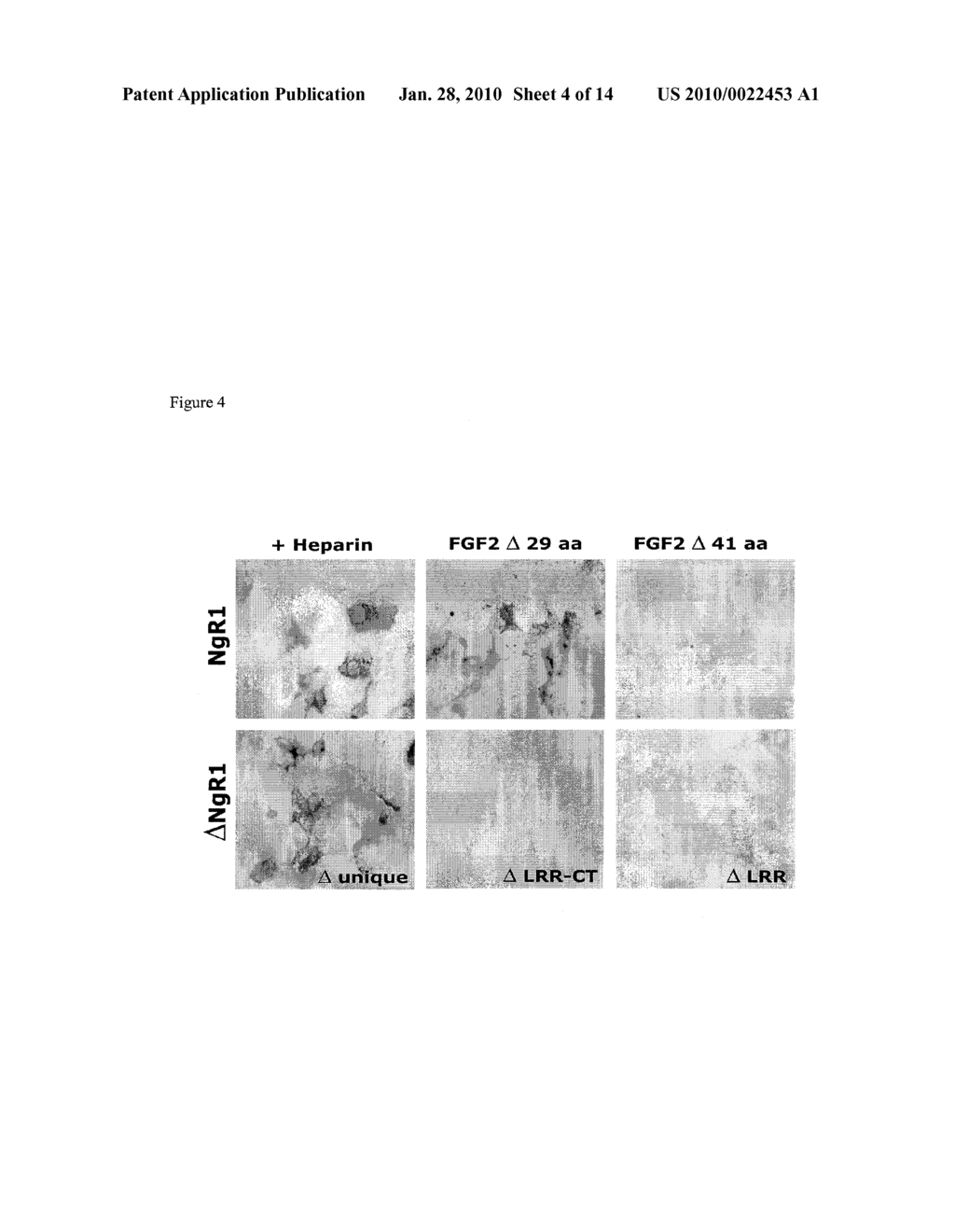 NoGo Receptor 1 and Fibroblast Growth Factor Interactions - diagram, schematic, and image 05