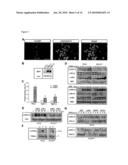 NoGo Receptor 1 and Fibroblast Growth Factor Interactions diagram and image