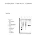 THERAPEUTIC AGENTS COMPRISING ELASTIN-LIKE PEPTIDES diagram and image