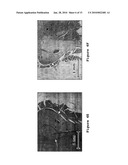 Drug Carriers, Their Synthesis, and Methods of Use Thereof diagram and image