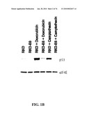 IDENTIFICATION OF ANTI-CANCER COMPOUNDS AND COMPOUNDS FOR TREATING HUNTINGTON S DISEASE AND METHODS OF TREATMENT THEREOF diagram and image