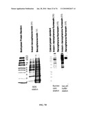 IDENTIFICATION OF ANTI-CANCER COMPOUNDS AND COMPOUNDS FOR TREATING HUNTINGTON S DISEASE AND METHODS OF TREATMENT THEREOF diagram and image