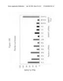 siRNA targeting kinase insert domain receptor (KDR) diagram and image