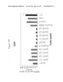 siRNA targeting kinase insert domain receptor (KDR) diagram and image