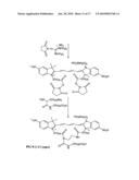 Reactive 1,3 -crosslinked carbocyanines and their bioconjugates diagram and image