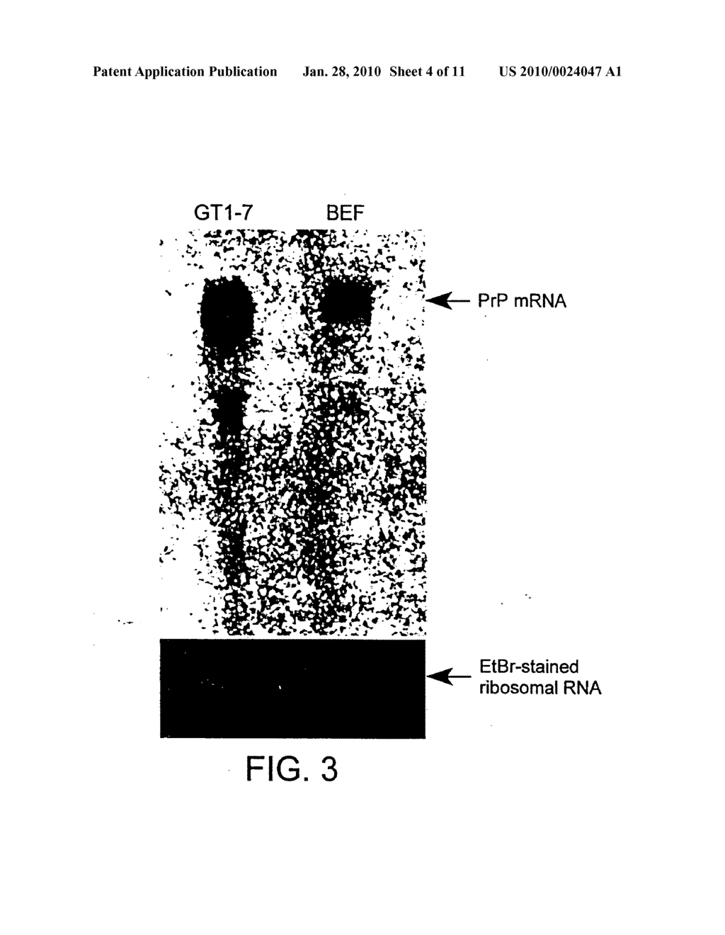 Prion-free transgenic ungulates - diagram, schematic, and image 05