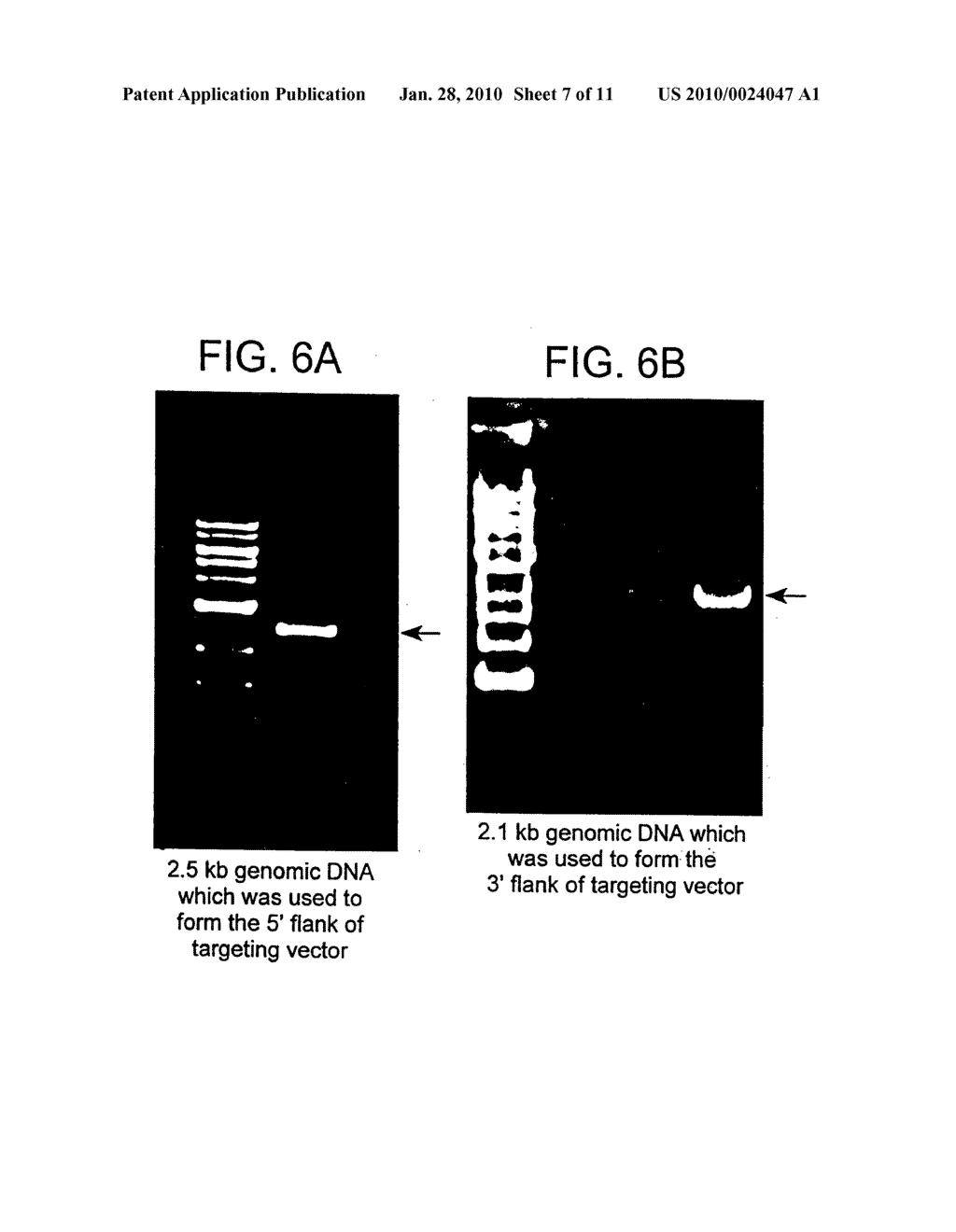 Prion-free transgenic ungulates - diagram, schematic, and image 08