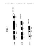 PUFA POLYKETIDE SYNTHASE SYSTEMS AND USES THEREOF diagram and image