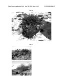 Poa pratensis L. named  NE-KYB-05-001  diagram and image