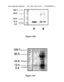 Amphiphilic Polymer-Protein Conjugates and Methods of Use Thereof diagram and image