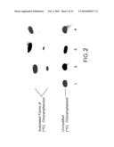 Recombinant RSV Virus Expression Systems And Vaccines diagram and image