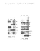 Recombinant RSV Virus Expression Systems And Vaccines diagram and image