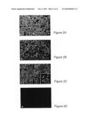 Method of Inducing Neutralizing Antibodies to Human Immunodeficiency Virus diagram and image