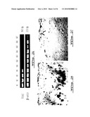 METHODS FOR DIAGNOSING OSTEOARTHRITIS diagram and image