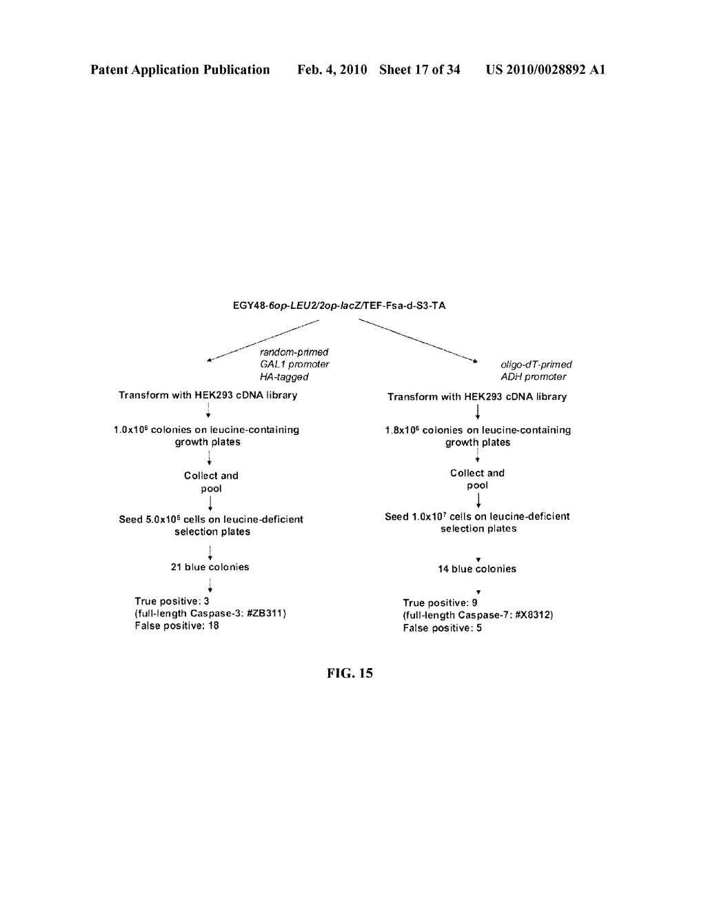 YEAST BASED EXPRESSION OF PROTEASES AND METHODS OF USE - diagram, schematic, and image 18