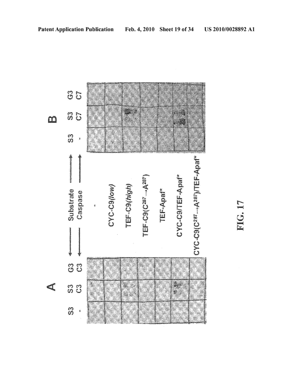 YEAST BASED EXPRESSION OF PROTEASES AND METHODS OF USE - diagram, schematic, and image 20