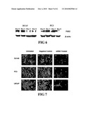 COMPOSITIONS AND METHODS FOR DIAGNOSING, TREATING, AND PREVENTING PROSTATE CONDITIONS diagram and image