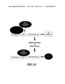 COMPOSITIONS AND METHODS FOR DIAGNOSING, TREATING, AND PREVENTING PROSTATE CONDITIONS diagram and image